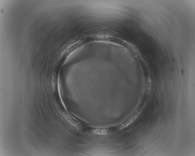 X0000085070762200704021411