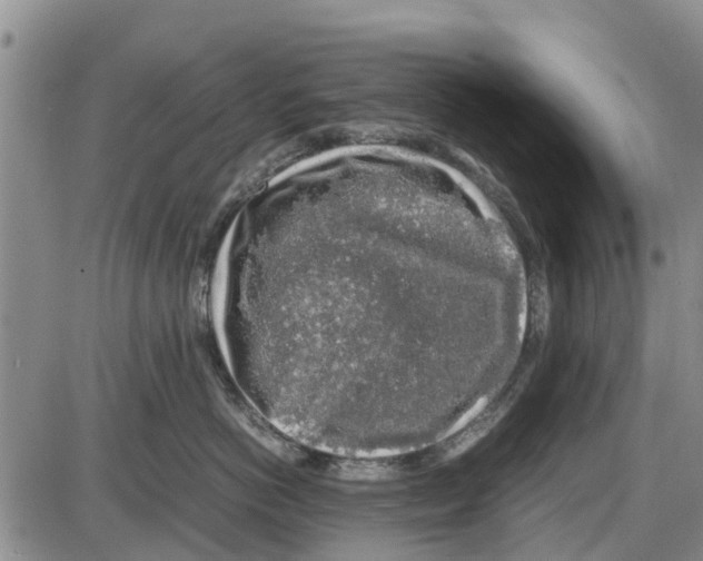 X0000085070766200704021411