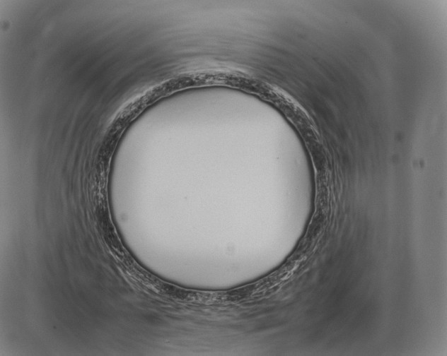 X0000085070775200704021410