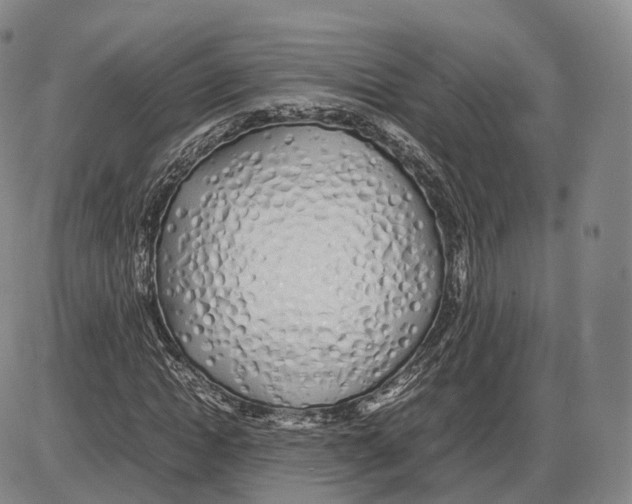 X0000085070822200704021408