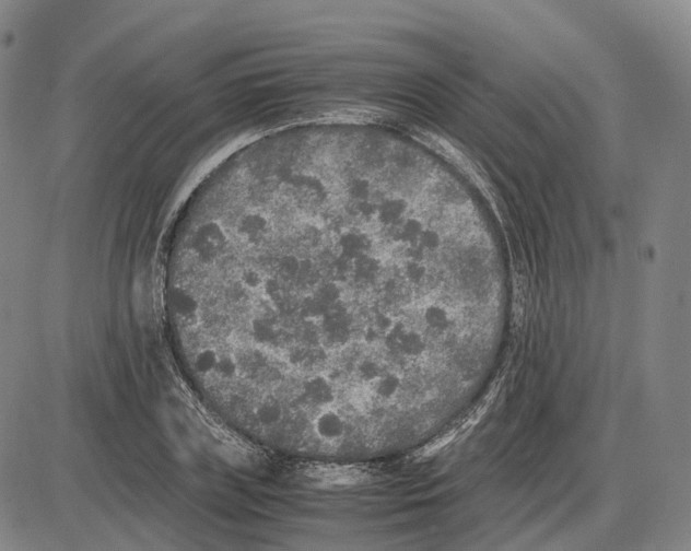 X0000085070835200704021409