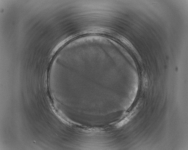 X0000085070842200704021409