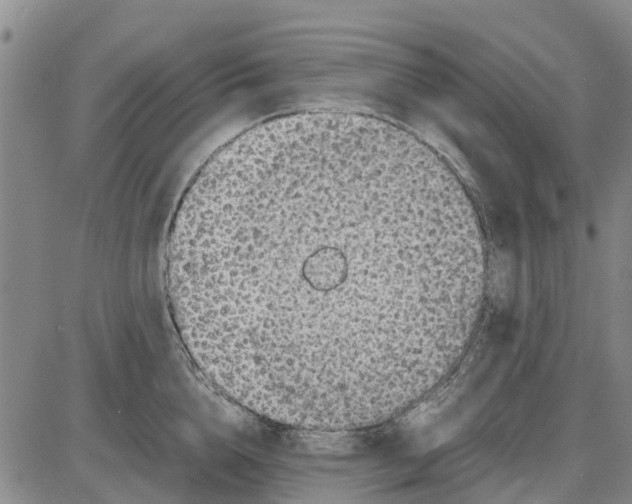 X0000085070856200704021409