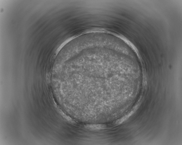 X0000085070953200704021407