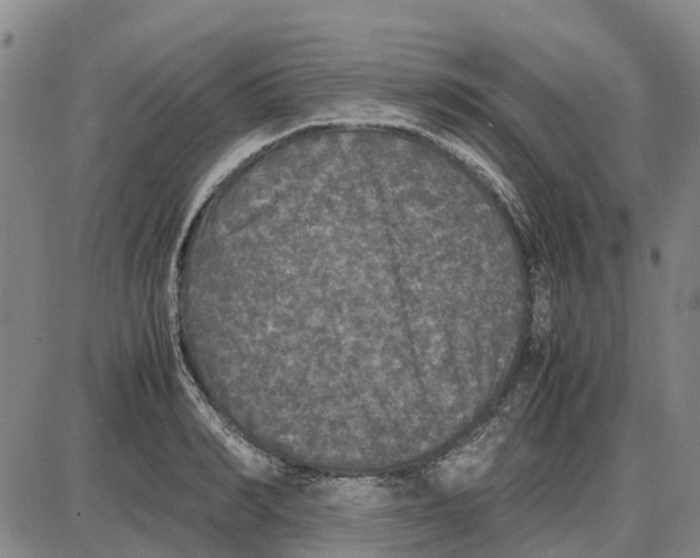 X0000085070990200704021406