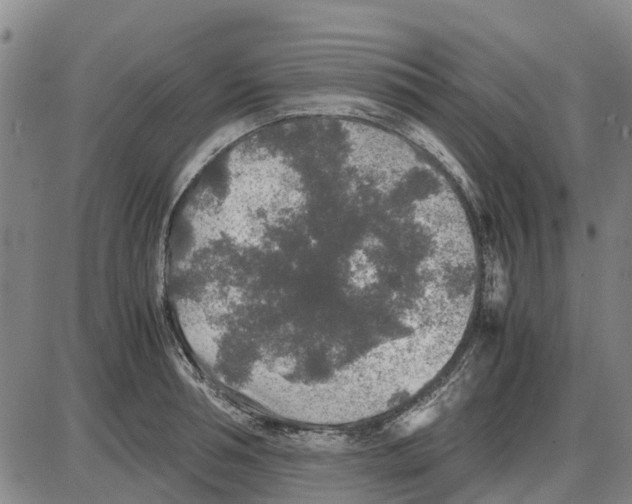 X0000085070994200704021406