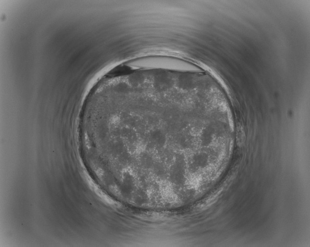 X0000085070995200704021406