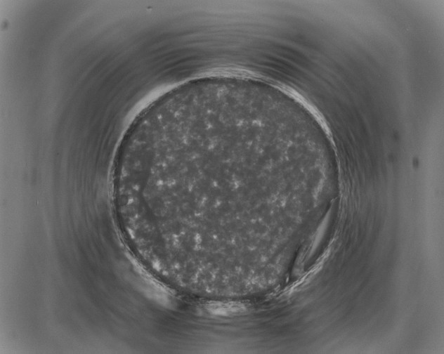 X0000085071037200704021406