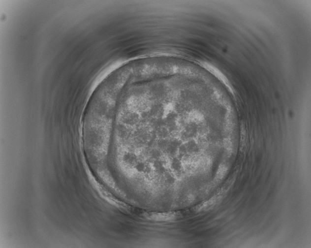 X0000085071047200704021406