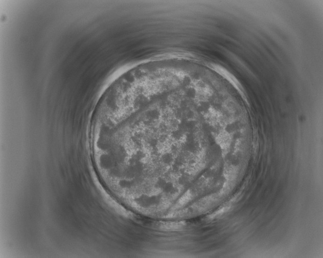 X0000085071055200704021406