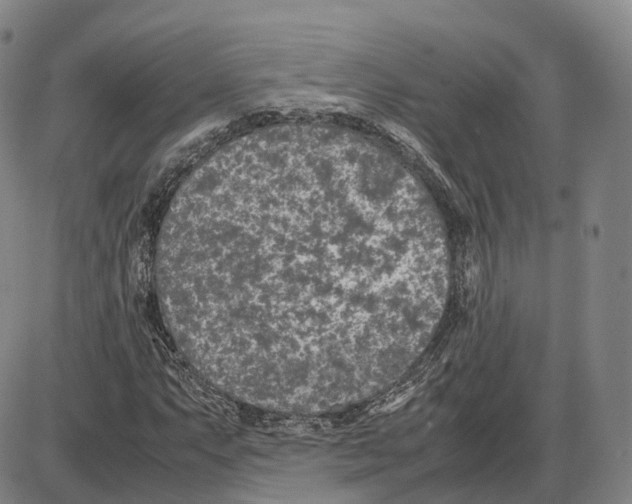 X0000085071063200704021405