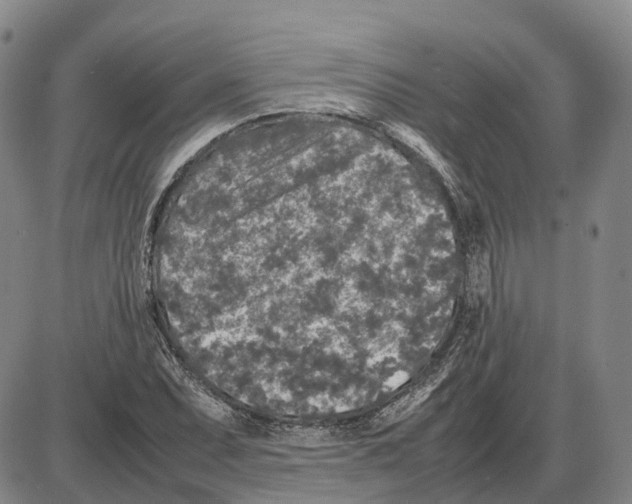 X0000085071071200704021405