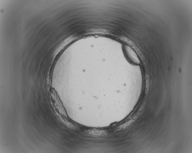 X0000085071129200704021404