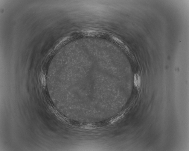 X0000085071155200704021403