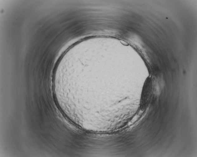 X0000085071184200704021403