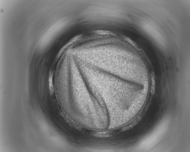 X0000085071198200704021403