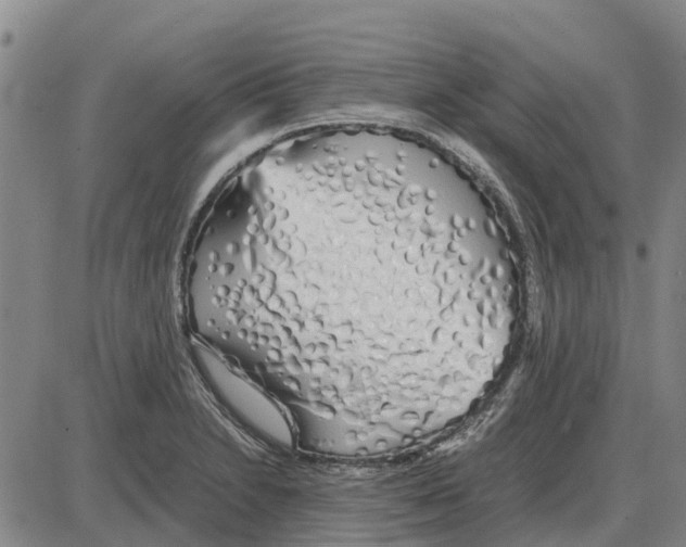 X0000085071230200704021402