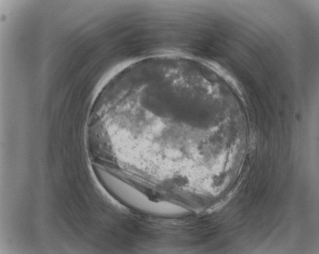 X0000085071239200704021402