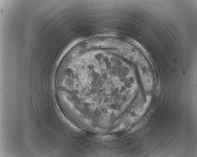 X0000085071243200704021402