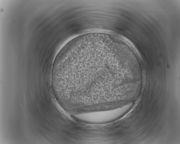 X0000085071244200704021403