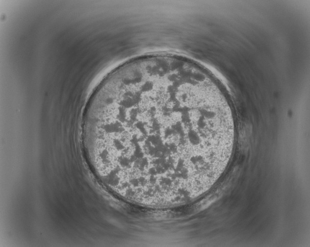 X0000085071279200704021401