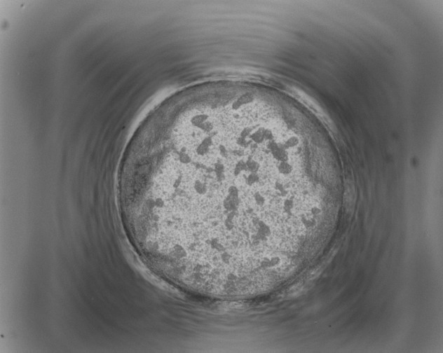 X0000085071283200704021401