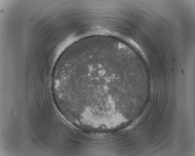 X0000085071326200704021401