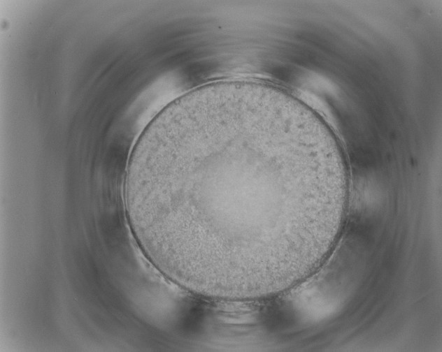 X0000085071338200704021401