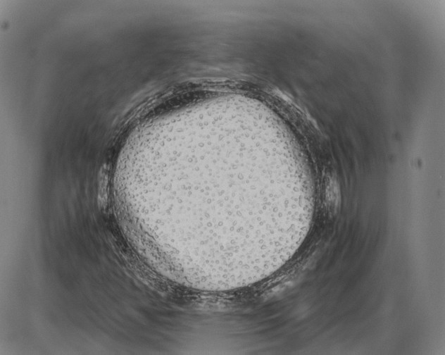 X0000085071350200704021400