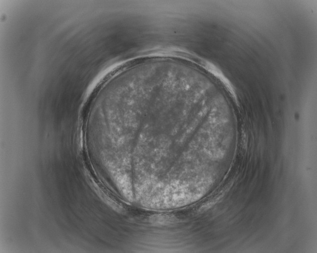 X0000085071368200704021400