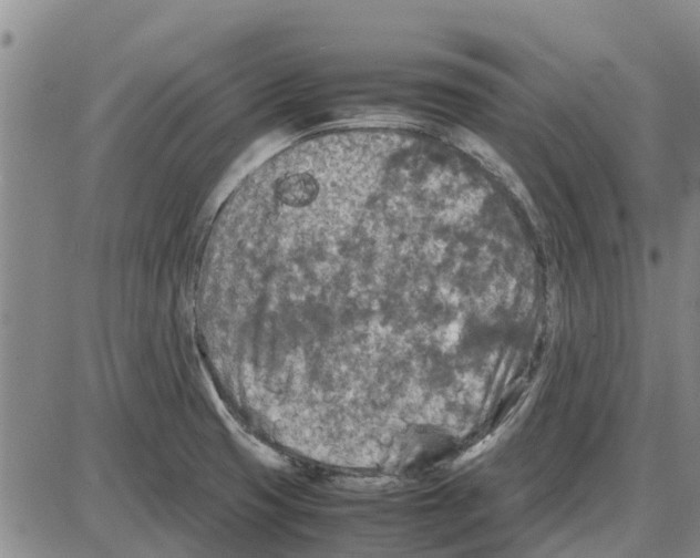 X0000085071425200704021359