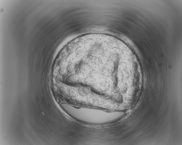 X0000085071432200704021359