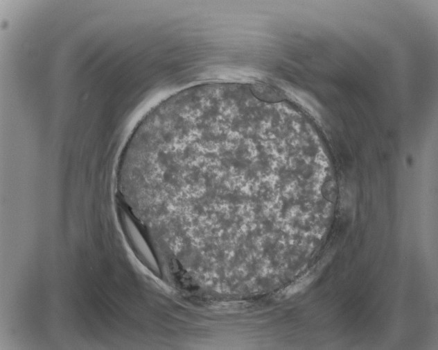 X0000085071471200704021358