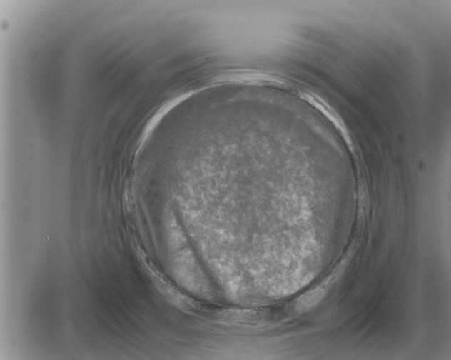 X0000085071481200704021358