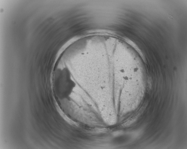 X0000085071482200704021358