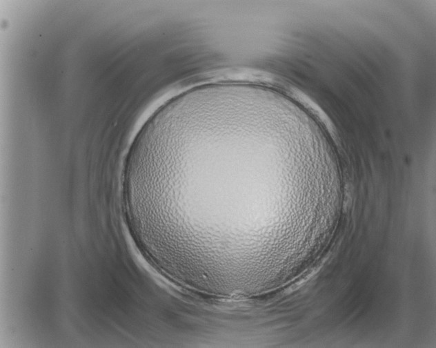 X0000085071483200704021358