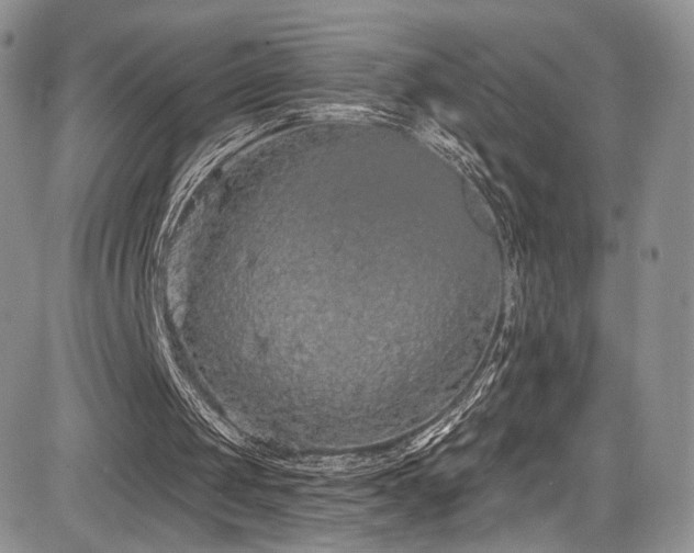 X0000085080049200703051444