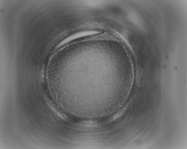 X0000085080065200703051444