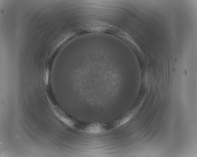 X0000085080076200703051444