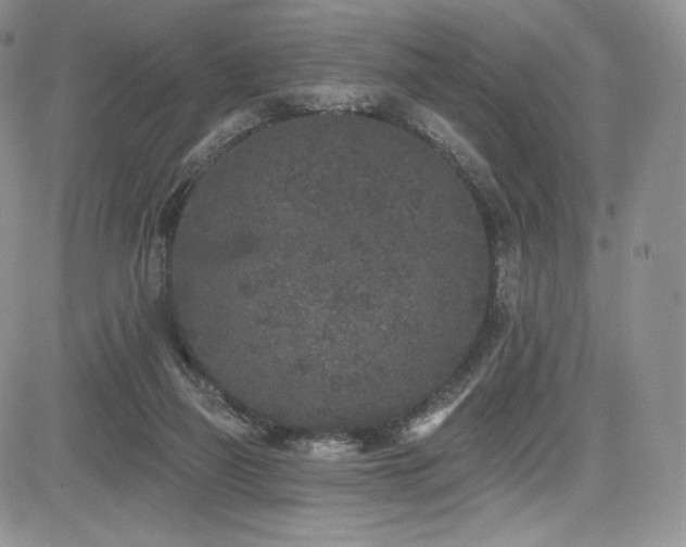 X0000085080165200703051443