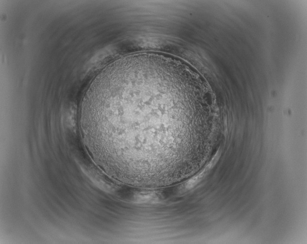 X0000085080175200703051443