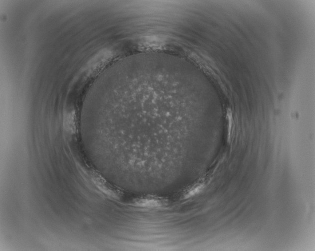 X0000085080224200703051442