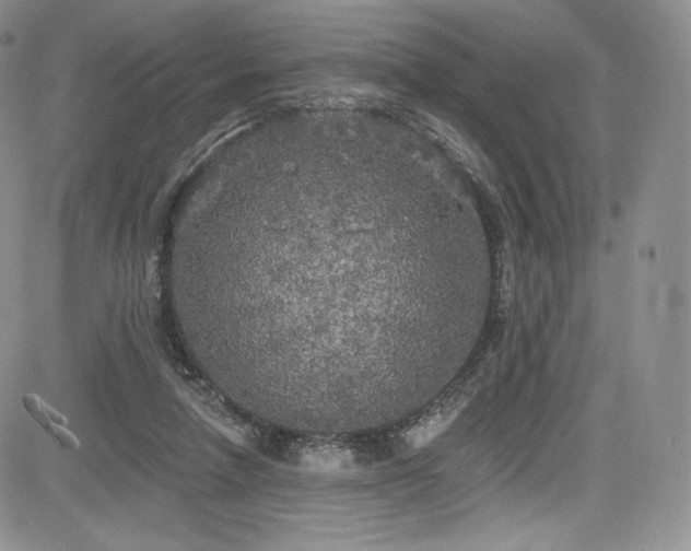 X0000085080258200703051441