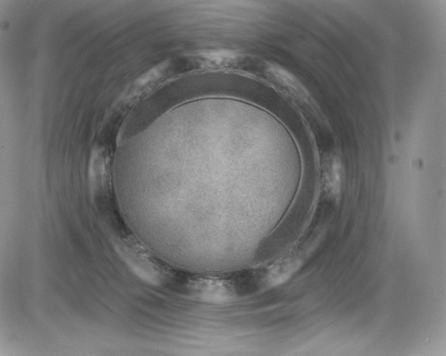 X0000085080276200703051441