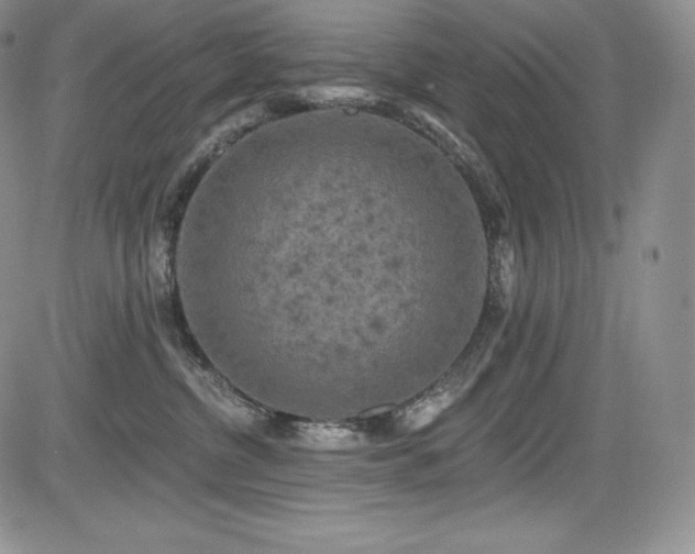 X0000085080380200703051440