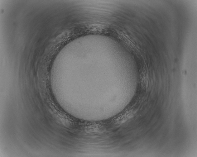 X0000085080769200703051432