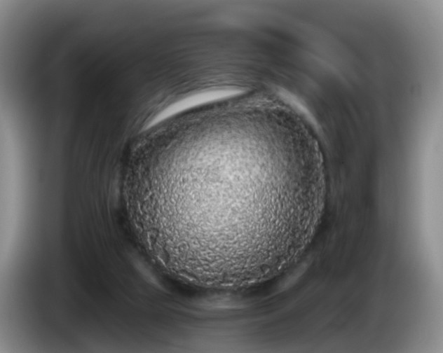 X0000085080065200703121711