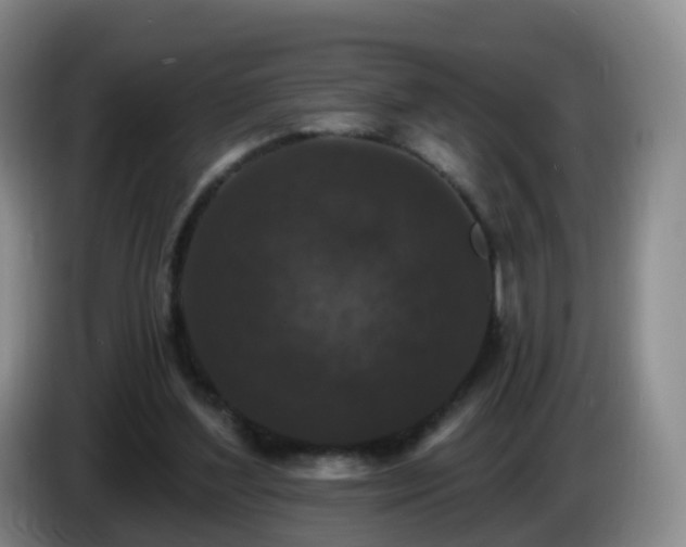 X0000085080204200703121710