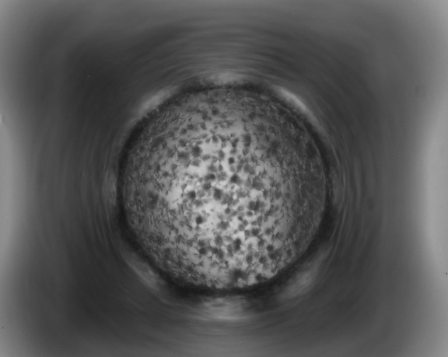 X0000085080447200703121706