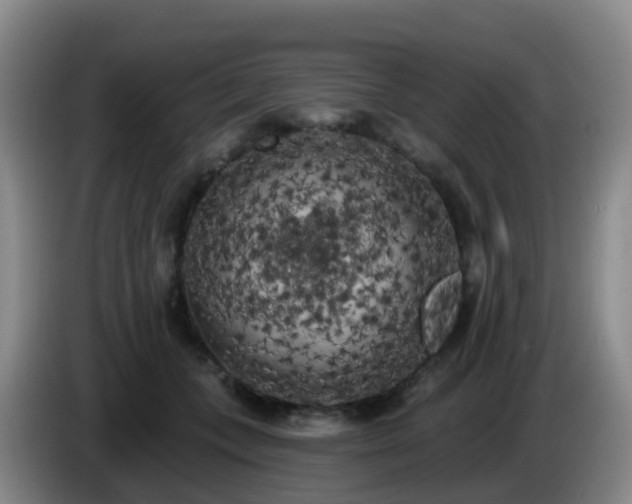 X0000085080559200703121705